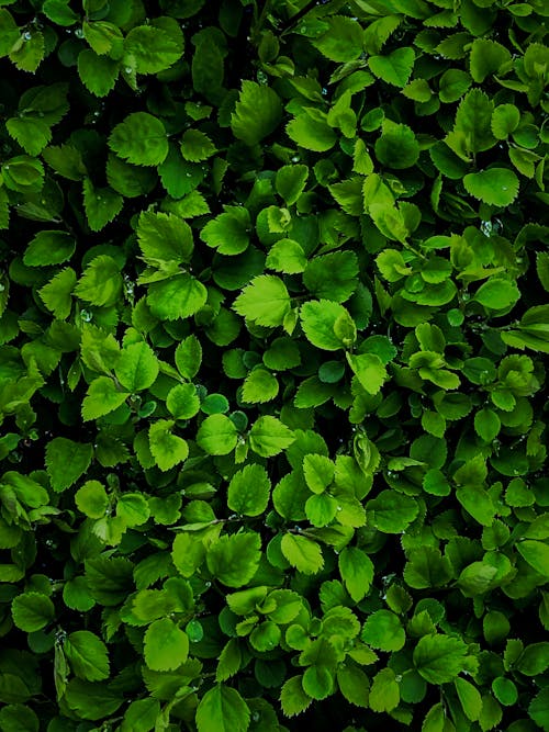 垂直ショット, 植物, 緑の無料の写真素材
