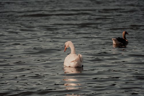 Free Photograph of a White Swan Stock Photo