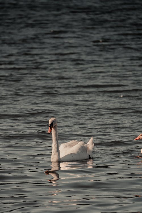 Free A White Swan on Water Stock Photo