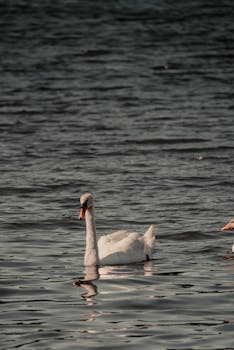 A serene swan peacefully floats on a calm lake, reflecting the beauty of nature.