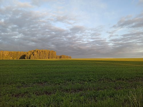 Green Field under Cloudy Sky