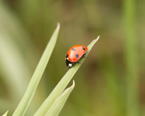 Free Macro Shot of a Ladybug on a Green Leaf Stock Photo