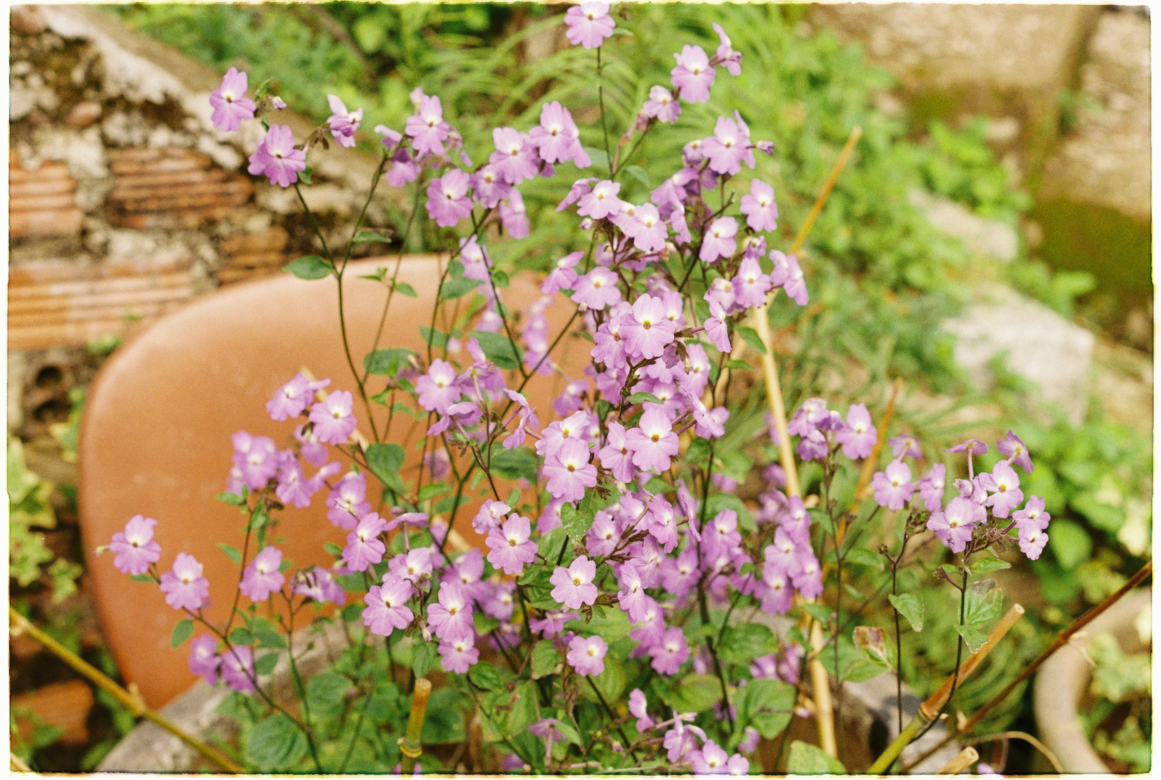 purple and white flowers in brown clay pot