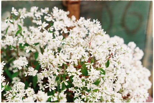 White Small Flowers of a Shadbush Plant