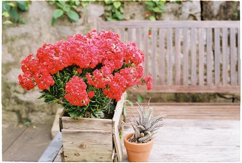 Foto profissional grátis de broto, delicado, flores