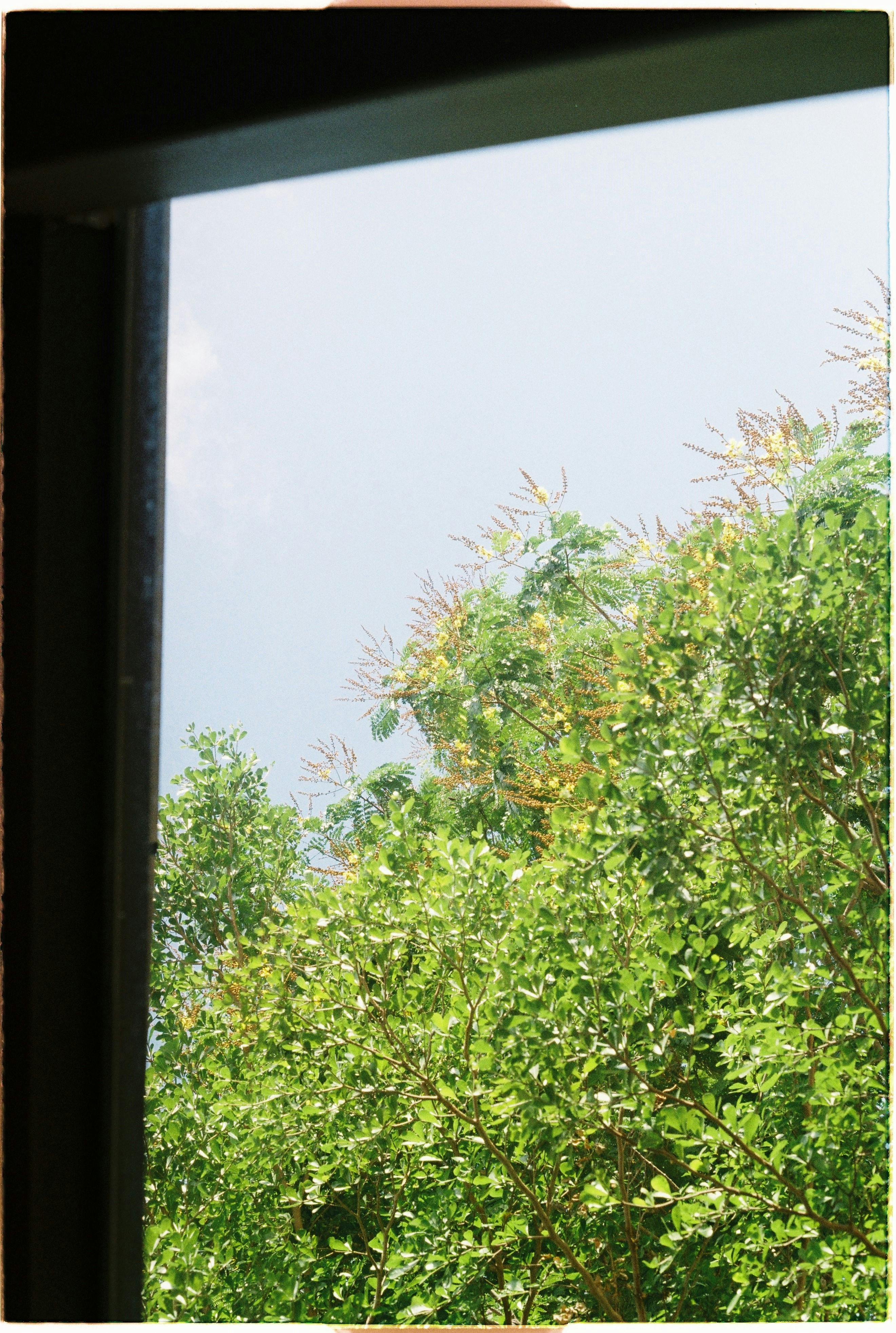 Photo of the Tree Crown Outside a Window · Free Stock Photo