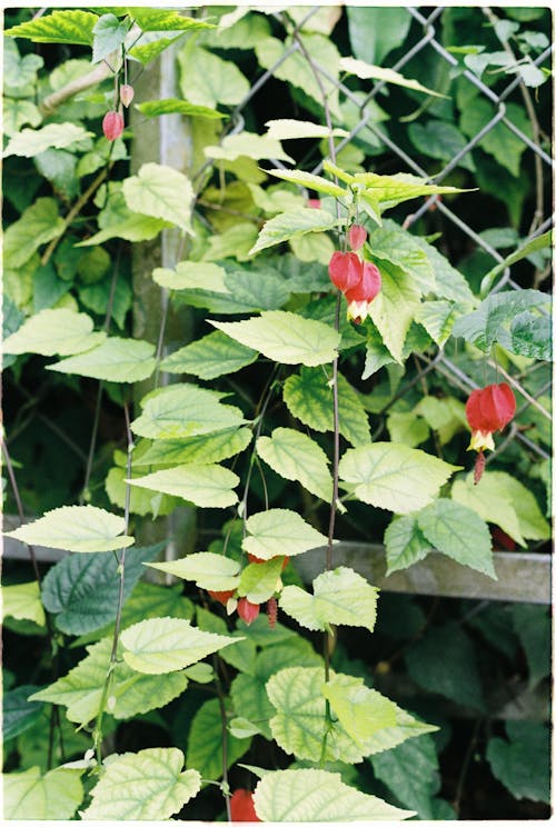 Shrub with Red Flowers and Green Leaves