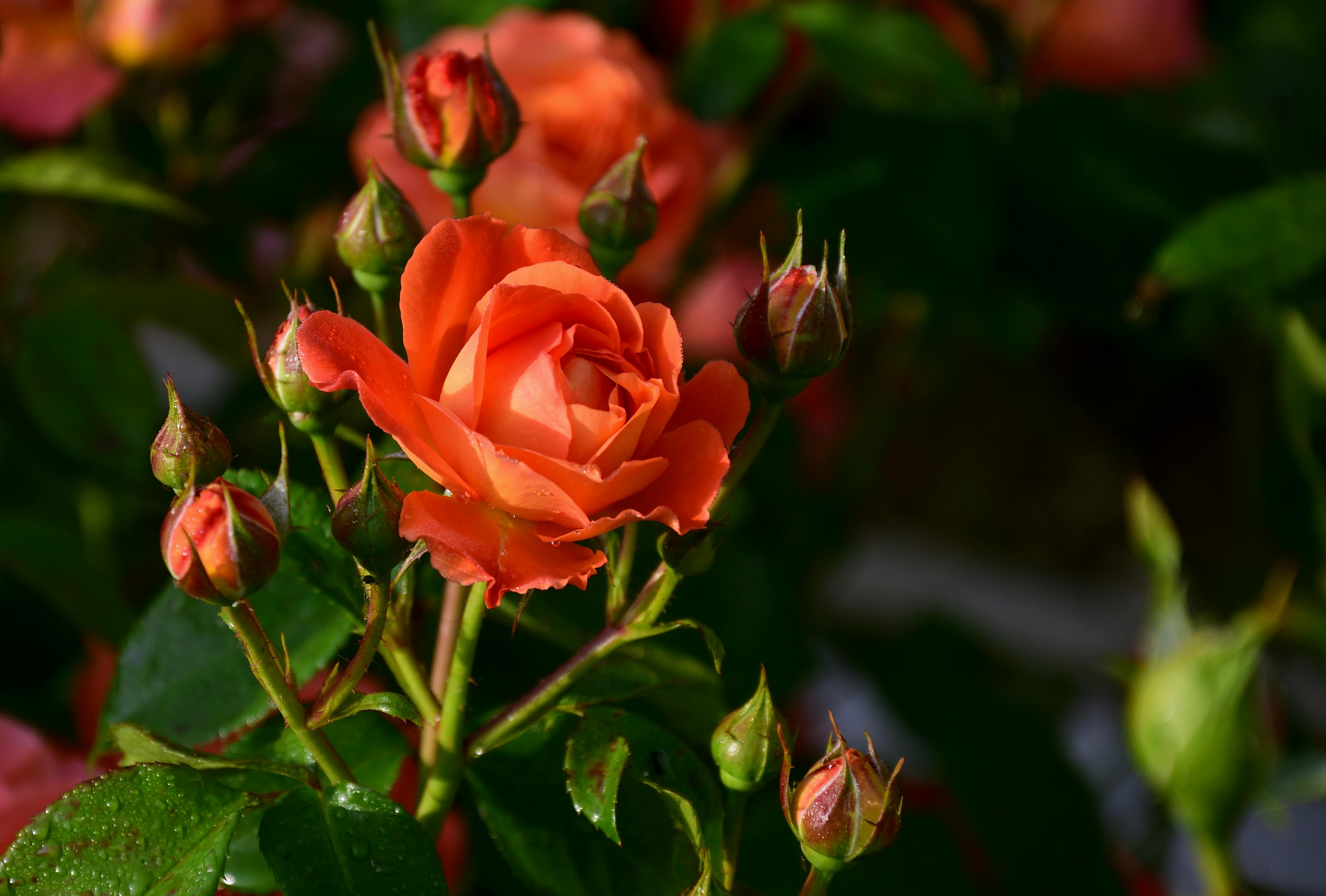 A Red Rose Near Flower Buds · Free Stock Photo