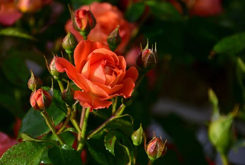 A Red Rose Near Flower Buds