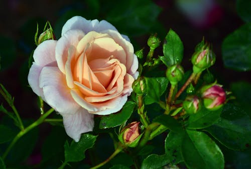 A Garden Rose Near Flower Buds