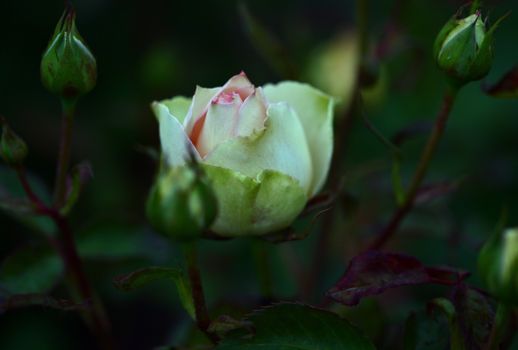 A soft focus image capturing a delicate rose bud surrounded by greenery, perfect for nature themes.