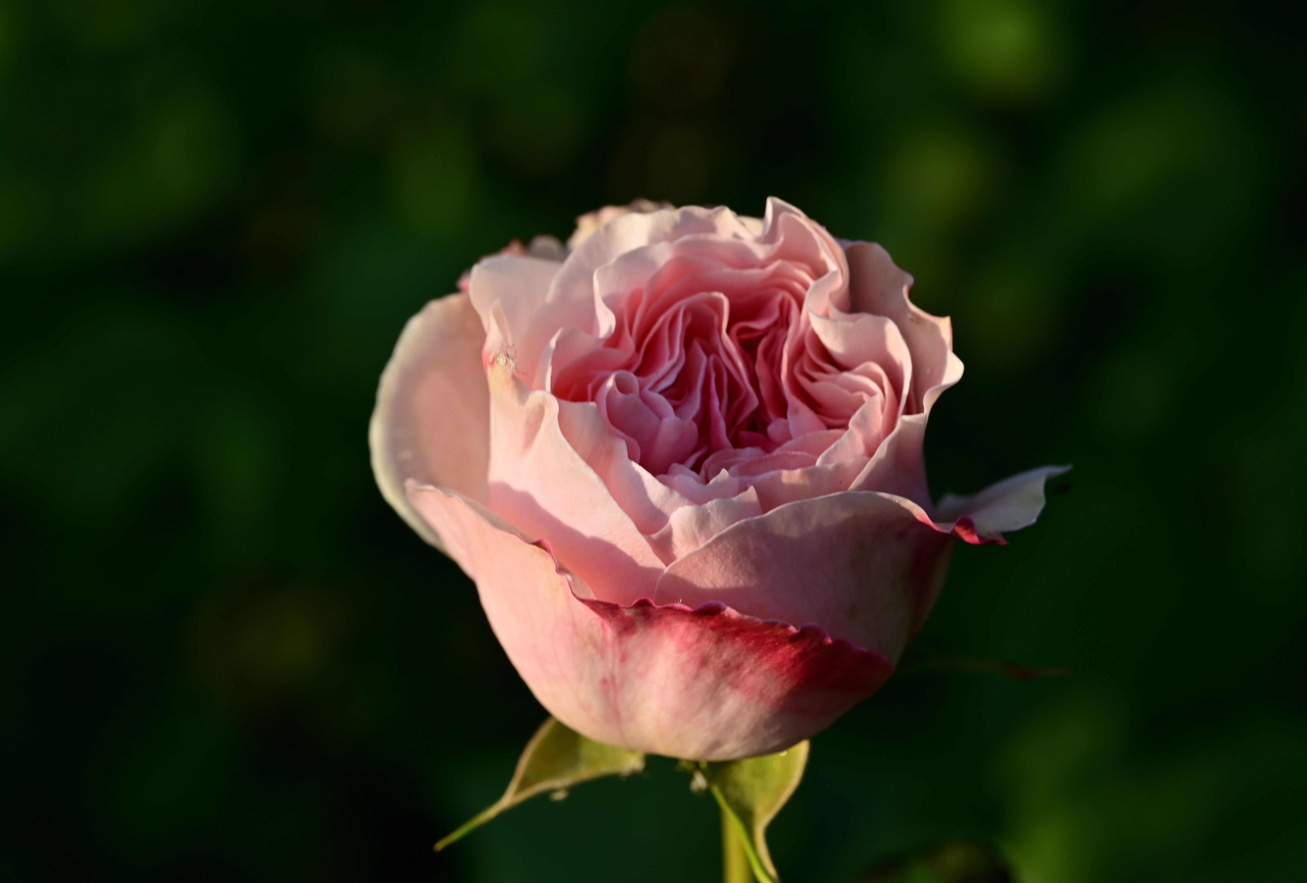 Close-Up Shot of a Pink Rose · Free Stock Photo