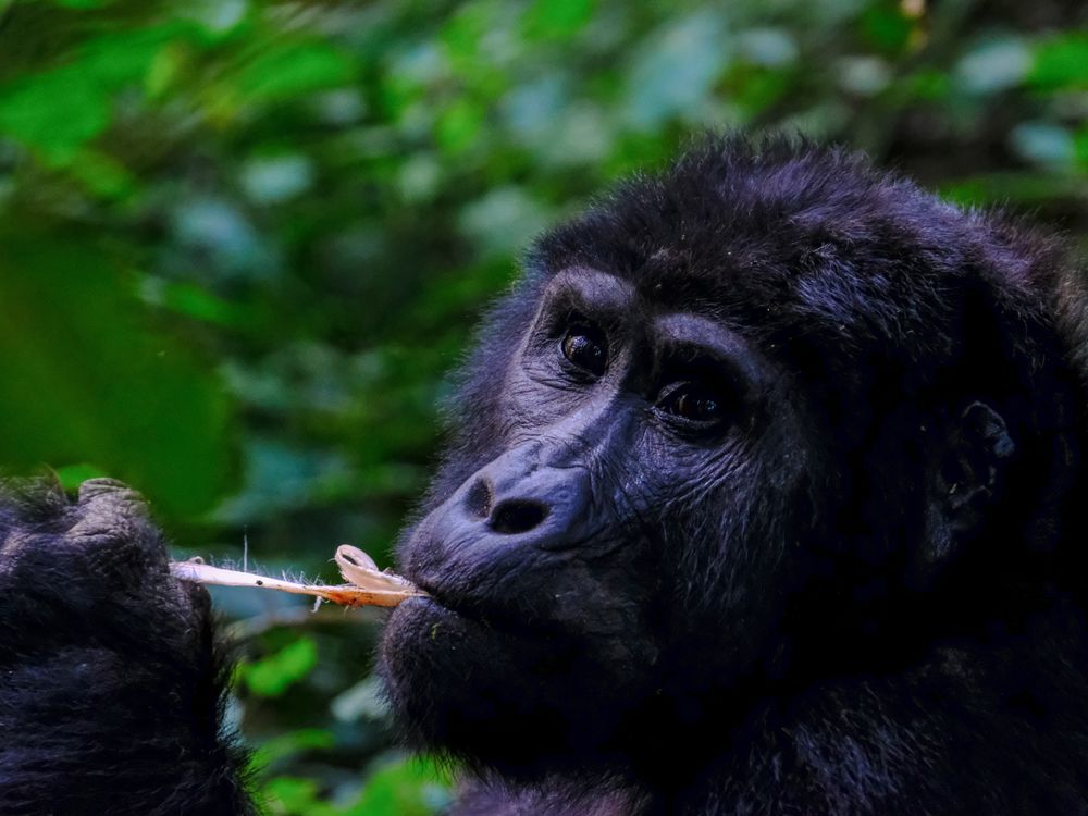 Gorilla, Congo