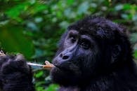 一张迷人的特写照片中，一只大猩猩正在其天然雨林栖息地进食