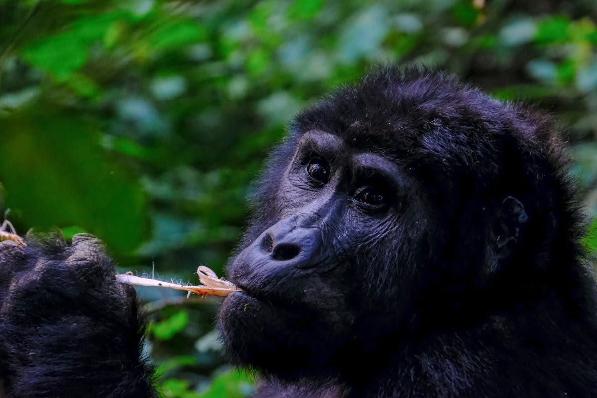 Bwindi Gorilla Trekking