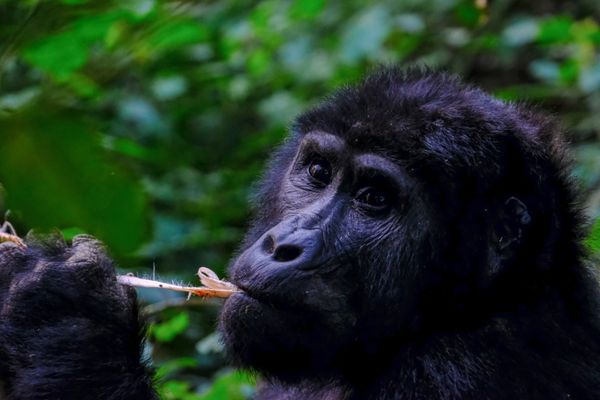 Bwindi Impenetrable Forest, Uganda