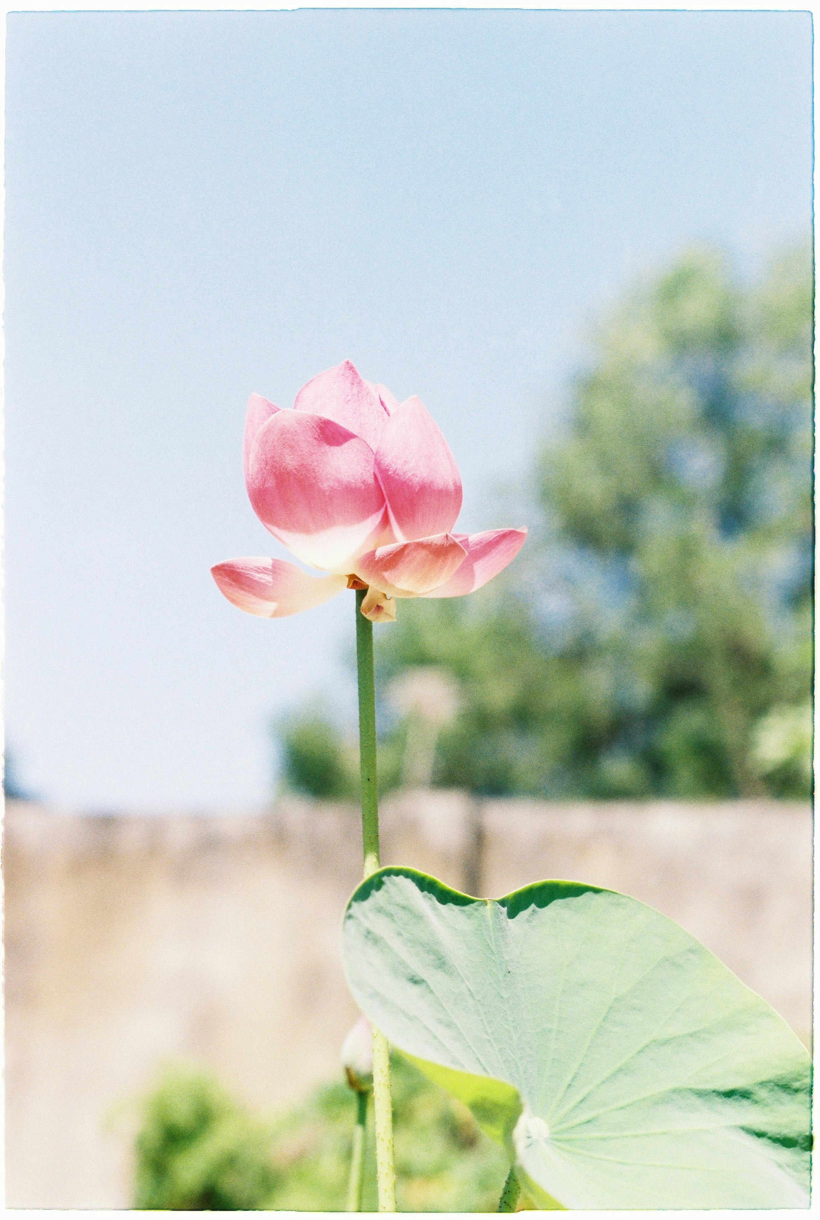 A beautiful pink lotus flower in full bloom under bright daylight with a soft focus background.
