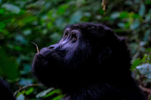 Close Up Photo of Black Gorilla 