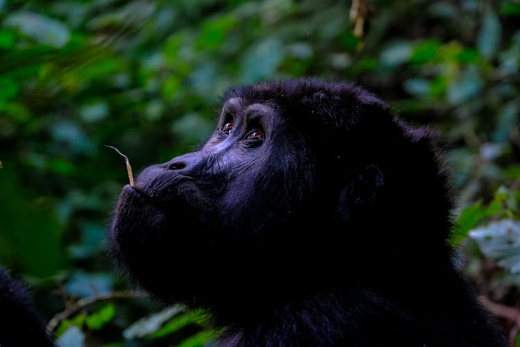 Close Up Photo Of Black Gorilla 