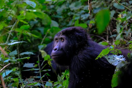 Gorilla Intorno A Cespugli