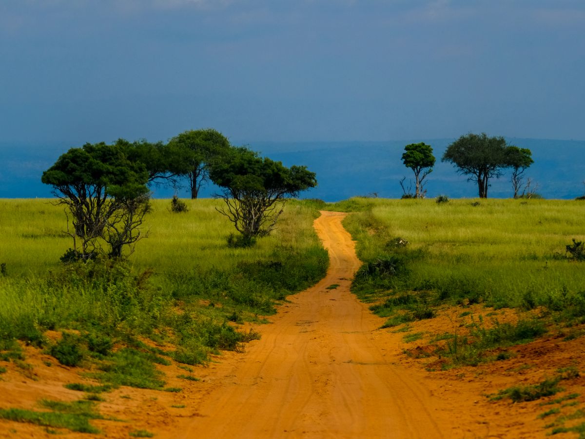 8 Day Private or Group Yoga and Safari Retreat in Kampala, Uganda 3