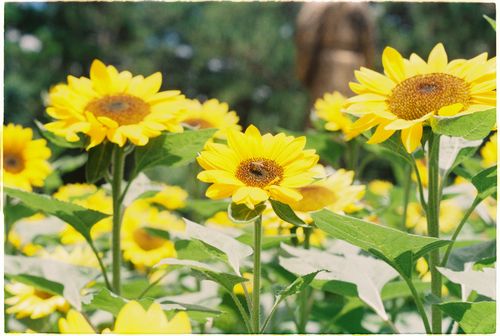 Free A close-up of sunflowers basking in the sun, perfect for nature lovers. Stock Photo
