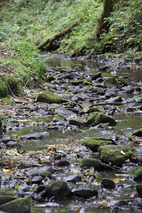 Green Moss on River