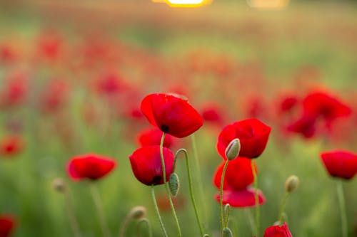 A Field of Poppy Flowers