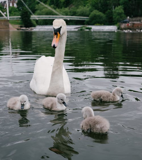 Immagine gratuita di animali, cigni, cucciolo di animale