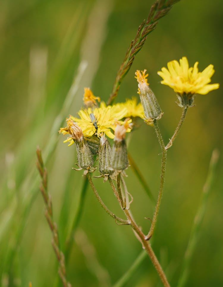 Yellow Hawkweed Flowers In Bloom