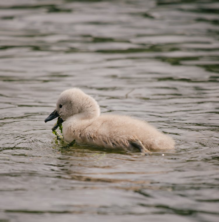 White Cygnet Floating On Water