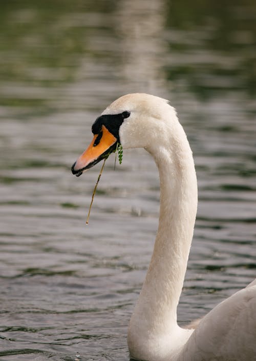 Immagine gratuita di animale, cigno, fauna selvatica