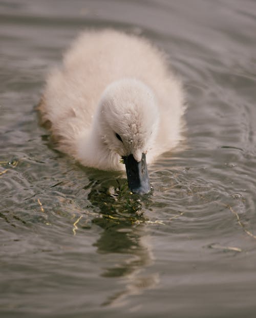 Immagine gratuita di animale, avvicinamento, cigno