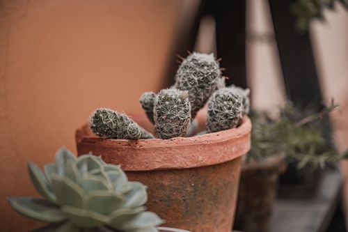 Free A detailed view of a cactus in a textured clay pot, surrounded by blurred plants. Stock Photo