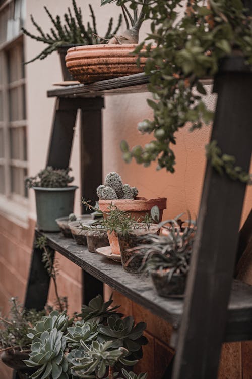 Potted Succulents and Cactus Plants on Wooden Shelf