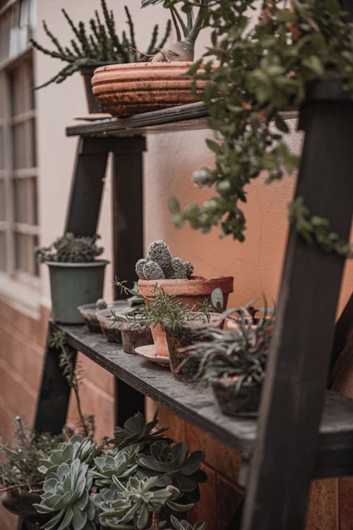 Free A charming display of succulents in clay pots on a rustic wooden shelf. Stock Photo