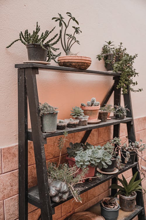 Shelves with Potted Plants in Front of the House