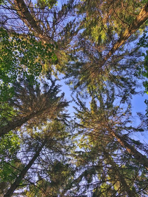 Free Beautiful upward view of trees under a clear blue sky in Odense forest. Stock Photo