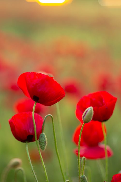 Beautiful Red Common Poppy Flowers