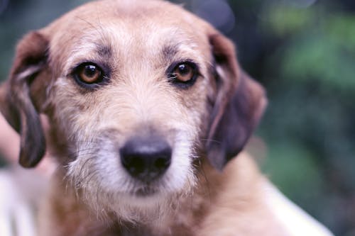 Δωρεάν στοκ φωτογραφιών με γκρο πλαν, καφέ σκυλί, πορτρέτο ζώου