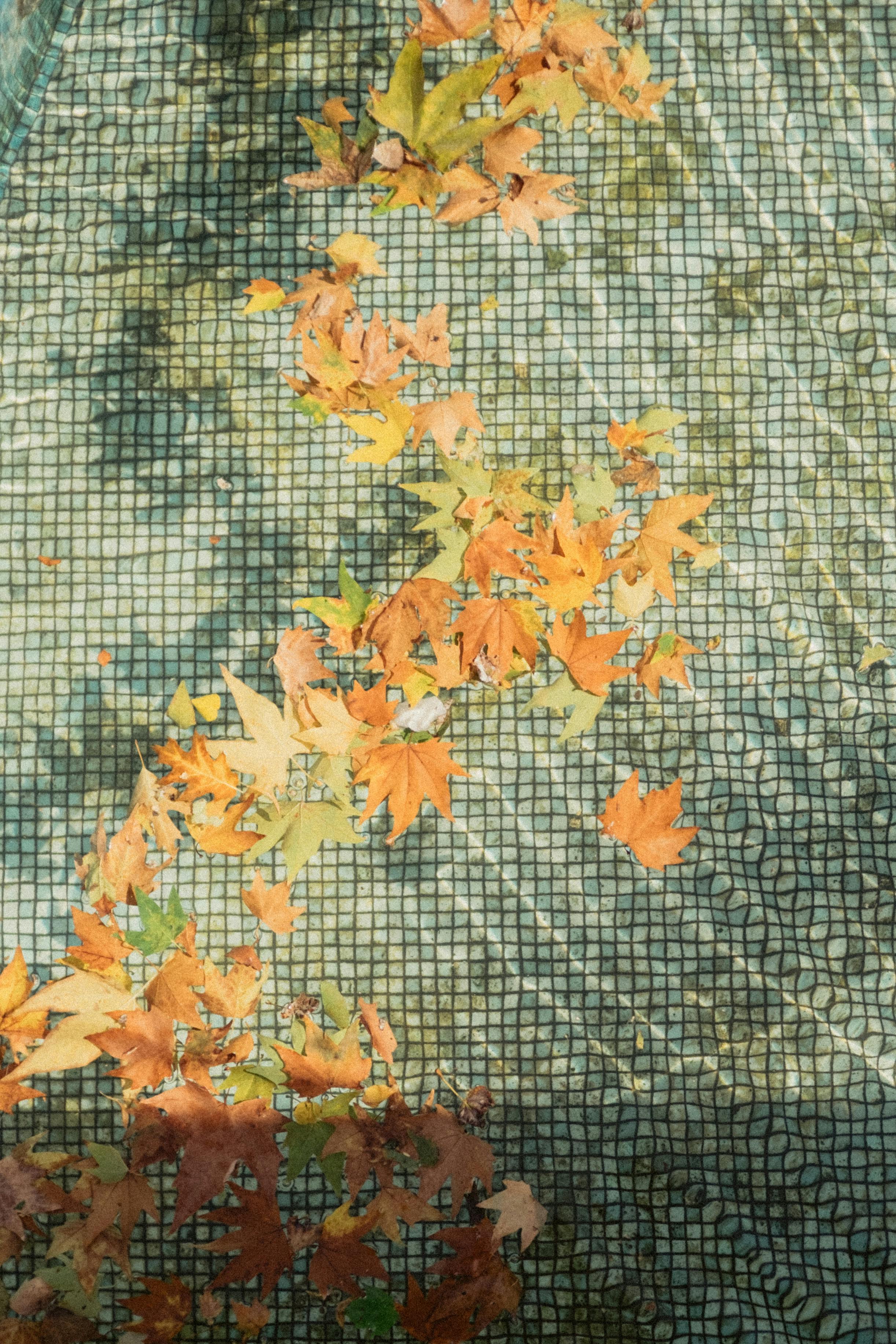 golden leaves in swimming pool