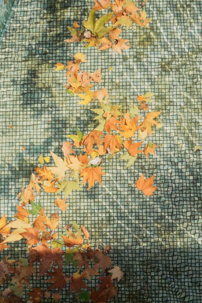 Autumn leaves collecting on a pool cover