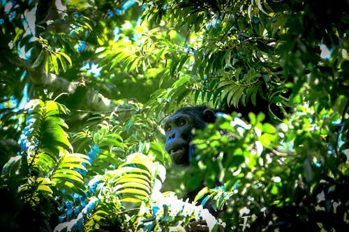 木の上の猿