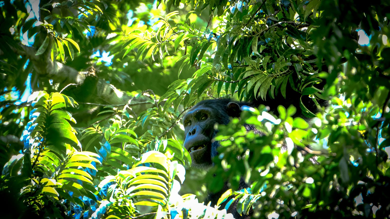 Monkey on a tree, Guinea