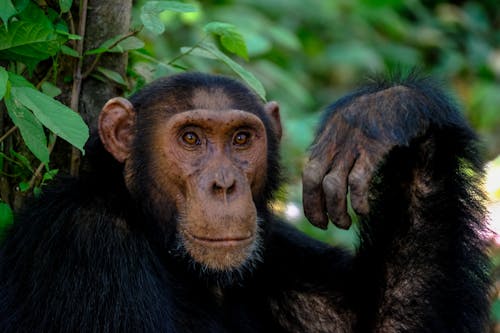 Photo Of Primate