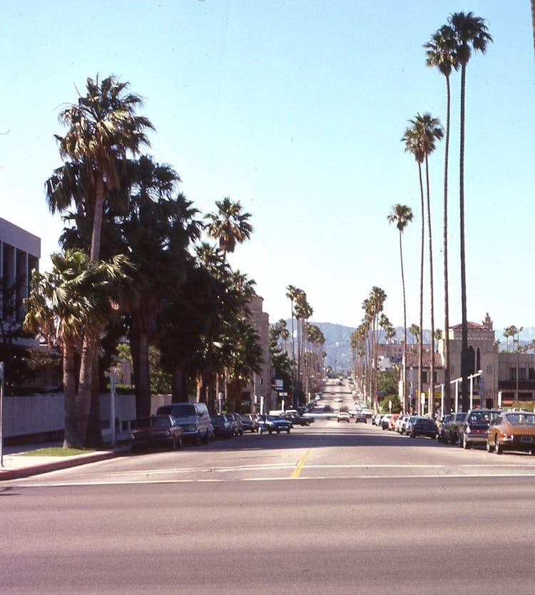 Parked Cars On The Side Of The Road Near Palm Trees