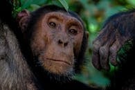 一张黑猩猩在自然栖息地放松的亲密特写，展现了它富有表情的面孔和行为