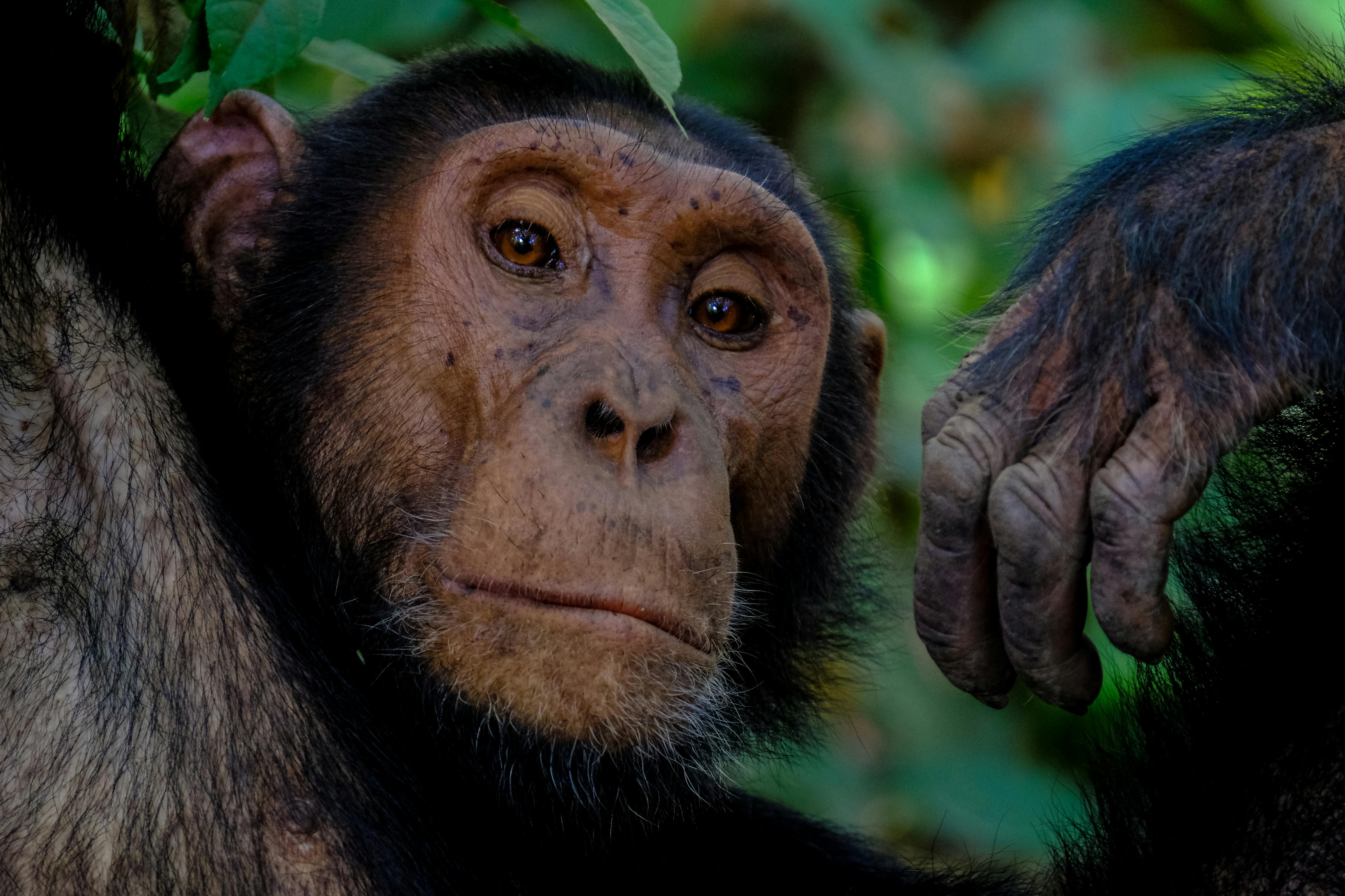 macaco chimpanzé macaco 17366162 Foto de stock no Vecteezy