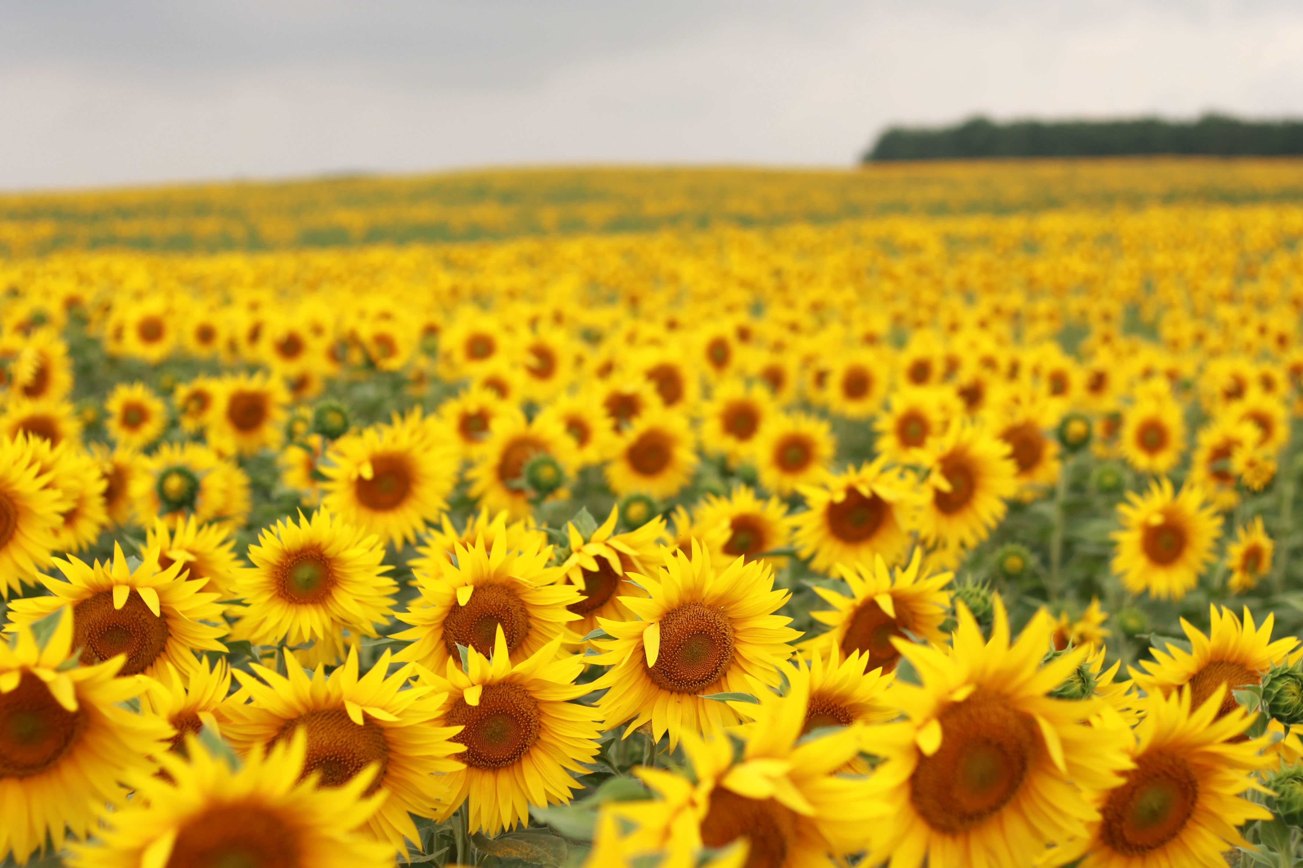 A vast field of bright yellow sunflowers in full bloom under a cloudy sky.