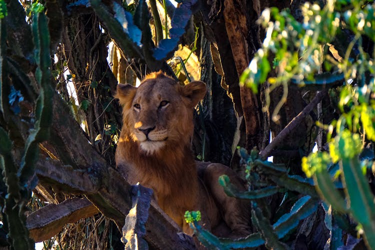 Lion On A Tree